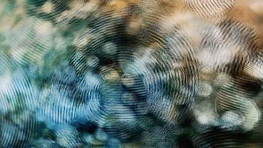 Electronichal Nymphéas